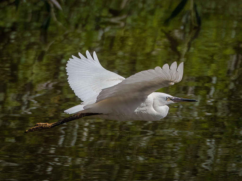 P1477341-Bearbeitet-2020-Bearbeitet-2020-LR | Natur im Moment - Realisiert mit Pictrs.com