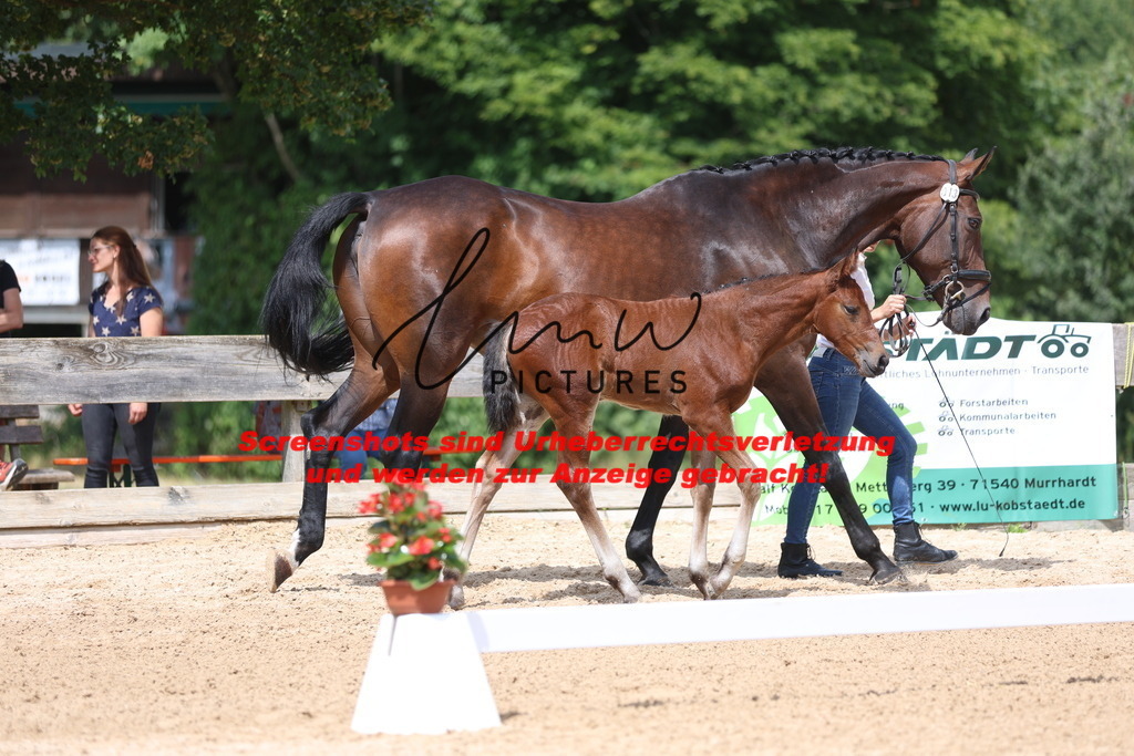 Fohlenschau_Schwäbisch_Hall_dressurbetonte_Fohlen_KN 13_15 | lmwpictures - Realisiert mit Pictrs.com