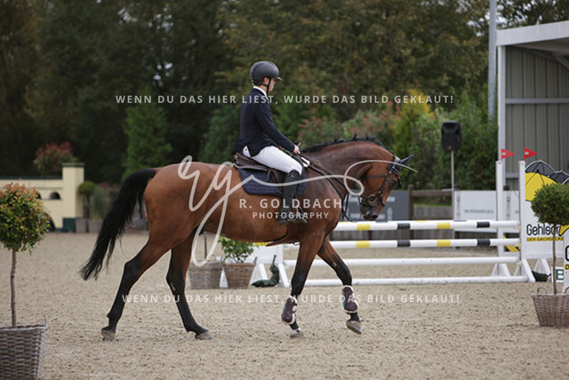 1J2A2342Henry Delfs_ Chapman D_ Kn201_ Havekost | Foto- und Videografie für alles rund ums Pferd. Hochwertige Bilder und Videos vom Spring- und Dressurreiten, Voltigieren & mehr. Jetzt aktuelle Veranstaltungen und Preise im Shop ansehen. - Realisiert mit Pictrs.com