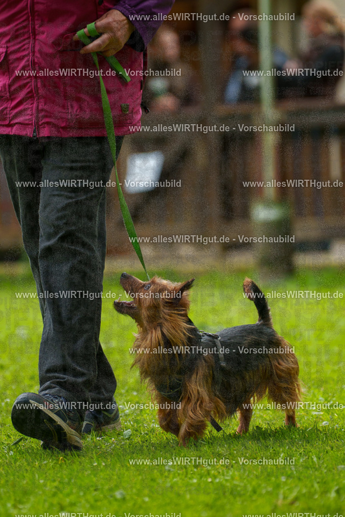 @allesWIRTHgut_Tierfotografie - www.allesWIRTHgut.de - 130911-7R509854 | Professionelle Tierfotografie in Mönchengladbach von Daniel Wirth (allesWIRTHgut). Liebevolle & natürliche Bilder von Hunden & Katzen für unvergessliche Erinnerungen.