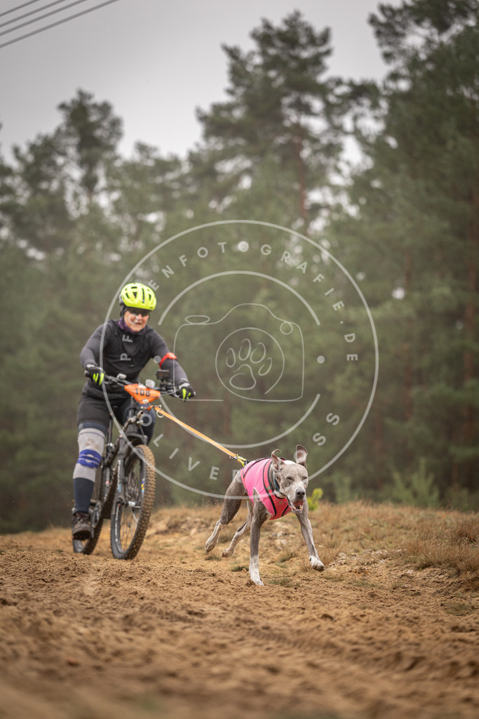 Pfotenfotografie_DV3A3299 | Hundefotografie, Tierfotograf, Pfotenfotografie, Fotoshooting Hund, Hunde Portrait, Hundesport, Hundeportraits, Heideshooting, Hunde, Sportfotograf, Hundefotograf, Turnierhundsport, THS,  - Realisiert mit Pictrs.com