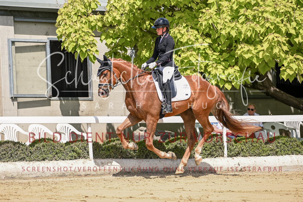 Schugtsche-Aluta25-48.Reitpferfdeprf.-297 | Schugtsche Fotografie - Realisiert mit Pictrs.com