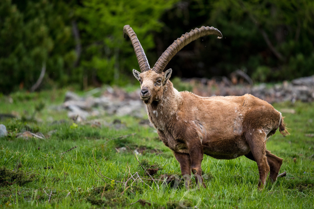 impressive alpine ibex in the swiss alps | Die ideale Geschenkidee für Naturliebhaber. Naturbilder von Marcel Gross Photography für ihr Zuhause in den verschiedensten Formaten und Materialien. - Realisiert mit Pictrs.com