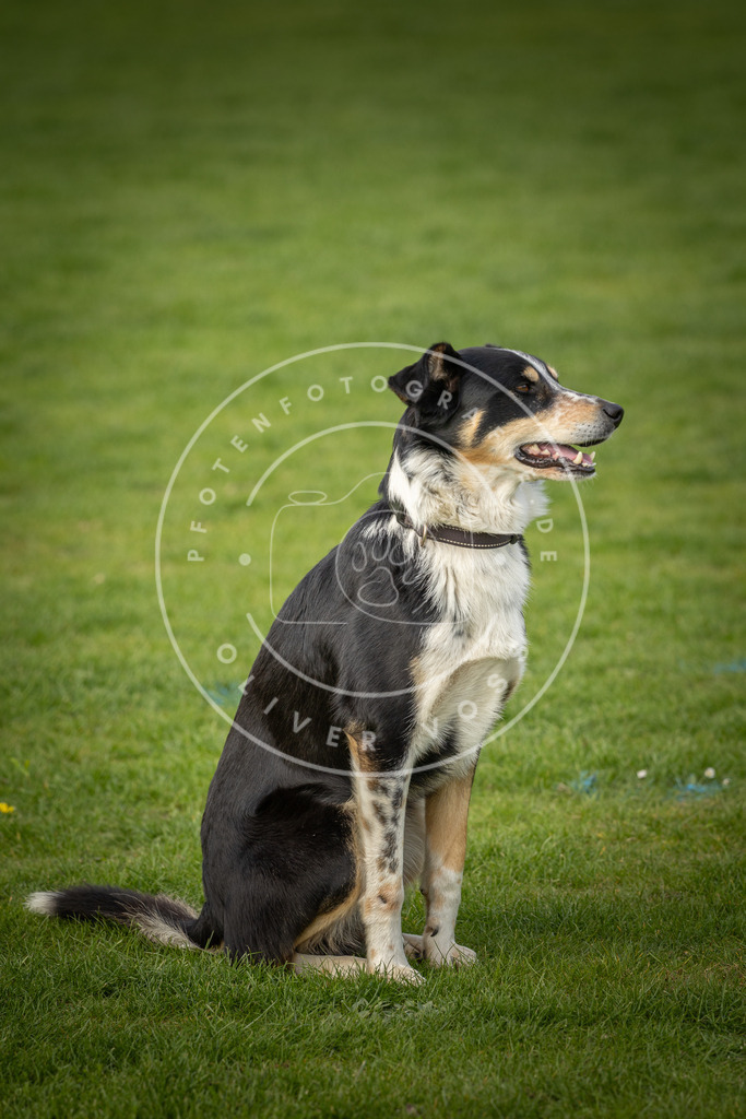 Pfotenfotografie_DV3A4904 | Hundefotografie, Tierfotograf, Pfotenfotografie, Fotoshooting Hund, Hunde Portrait, Hundesport, Hundeportraits, Heideshooting, Hunde, Sportfotograf, Hundefotograf, Turnierhundsport, THS,  - Realisiert mit Pictrs.com