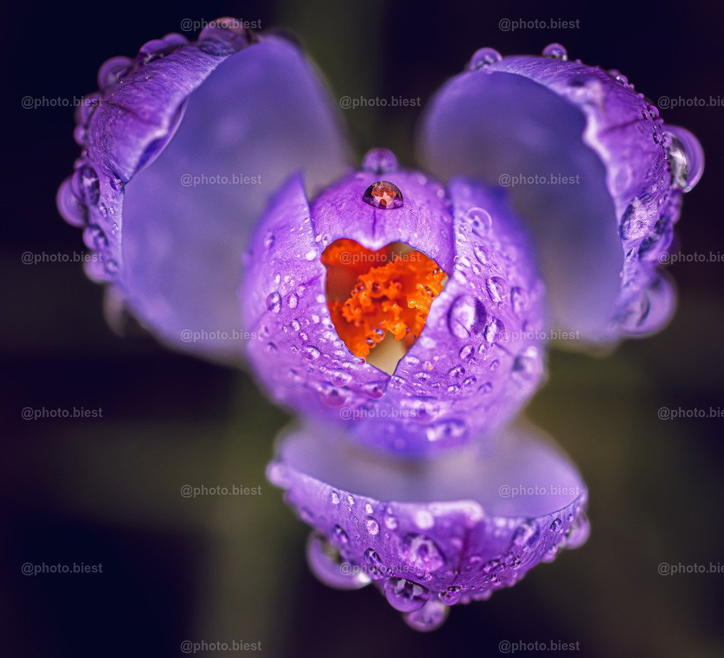 Krokusherz | Eine Krokusblüte von oben, mit Tautropfen. - Realisiert mit Pictrs.com