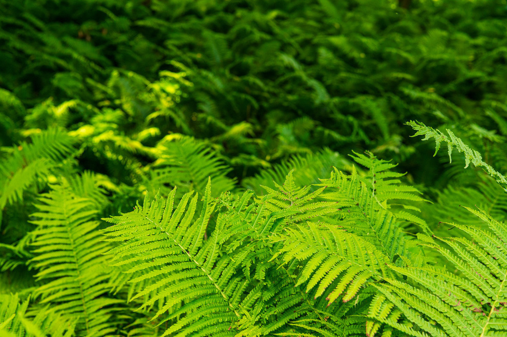 2023_08_13_HH-BOTANISCHER-GARTEN_MCP1366 | Hochwertig gedruckte Fotografien für die Wand, als Kalender und zum Verschenken. Hamburg & Norddeutschland und überall wo ich mit der Kamera unterwegs war.