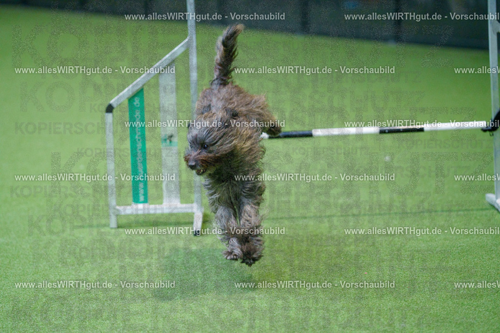 @allesWIRTHgut_Tierfotografie - www.allesWIRTHgut.de - 2604251004-7R509562 | Professionelle Tierfotografie in Mönchengladbach von Daniel Wirth (allesWIRTHgut). Liebevolle & natürliche Bilder von Hunden & Katzen für unvergessliche Erinnerungen.