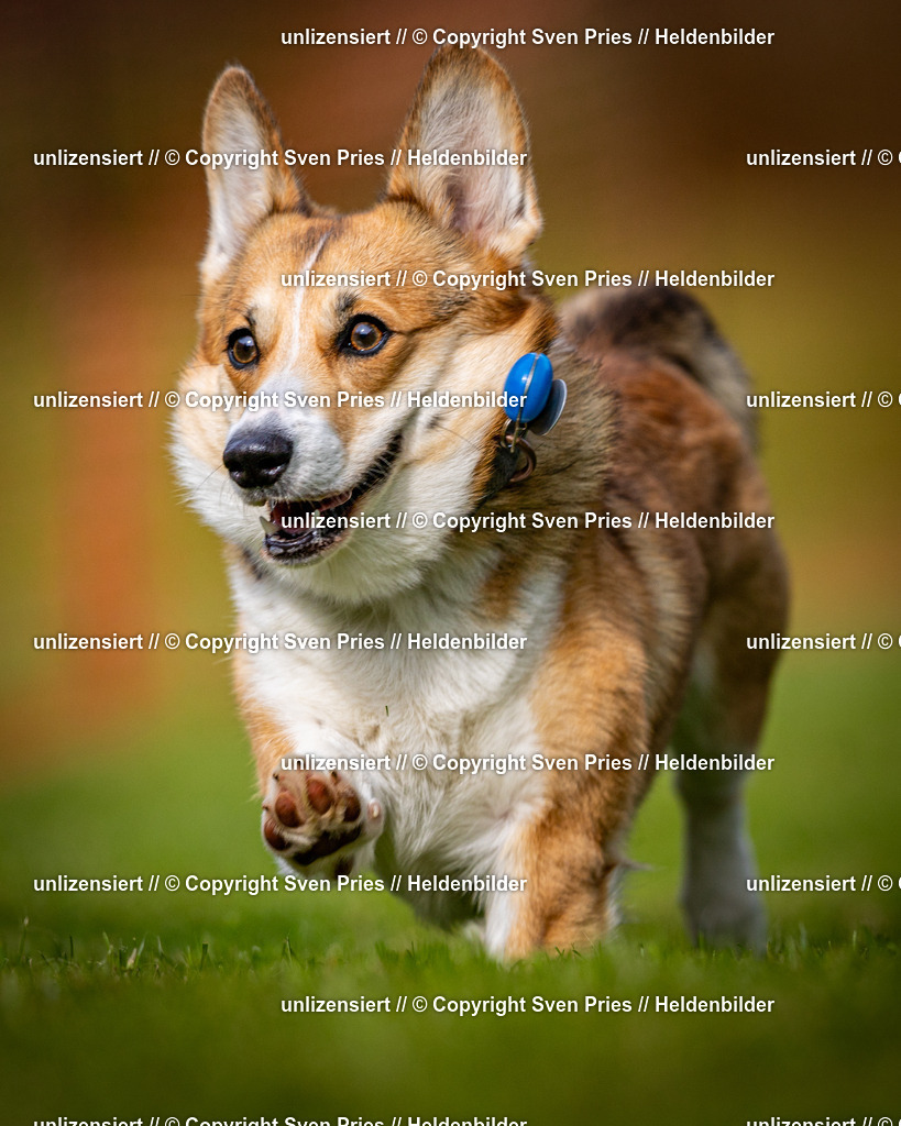 Sven Pries | 2024-09-22 - Hunderennen Baden-BadenPudelverein - Realisiert mit Pictrs.com