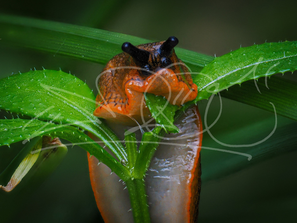 Schnegge | Naturschönheiten aus Deutschland. Pflanzen und Tiere, Insekten und Naturschauspiele. Alle schönen Details, die uns umgeben, fotografiert von Michi Moc.  - Realisiert mit Pictrs.com