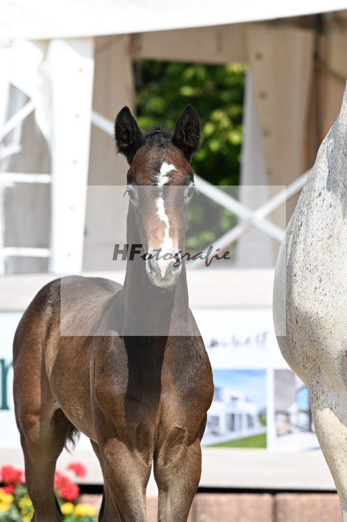 Dia Corrado x Carpalo_HF_Stierle_12250273 | hf-fotografie - Realisiert mit Pictrs.com