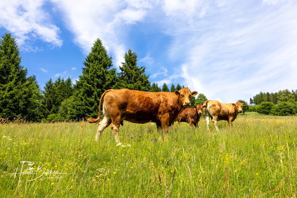 Westfeld und Umgebung 003 | Bilder und Impressionen zu jeder Jahreszeit aus dem Sauerland im Naturpark Sauerland-Rothaargebirge - Realisiert mit Pictrs.com