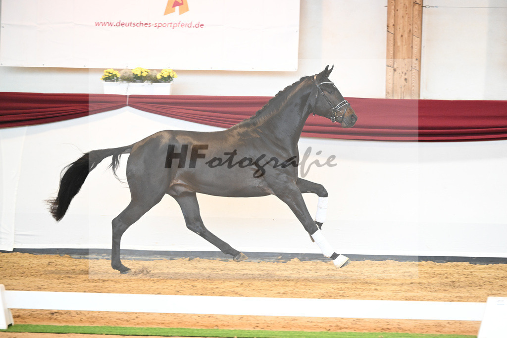 Kat-Nr. 40 v. Lord Europe_Bergmann_66221898 | hf-fotografie - Realisiert mit Pictrs.com