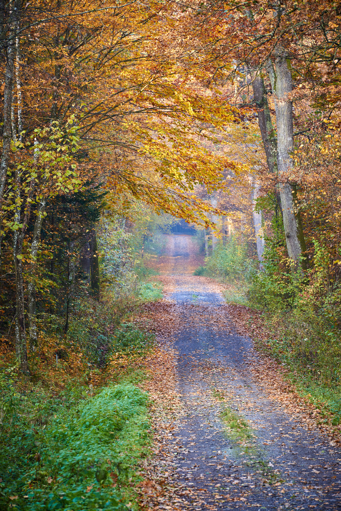 Weg durch den Herbstwald | Rauchwart, Austria - October 31, 2015: Weg durch den Herbstwald. - Realisiert mit Pictrs.com