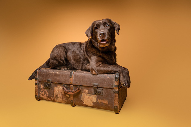 DSC_1601-Bearbeitet | Augenblicke kommen und gehen, Erinnerungen bleiben. Als Tierfotografin schaffe ich liebevolle Erinnerungen an unsere tierischen Familienmitglieder, ohne Stress und Druck.
Buchbar für den Raum München und Landkreis Dachau  - Realisiert mit Pictrs.com