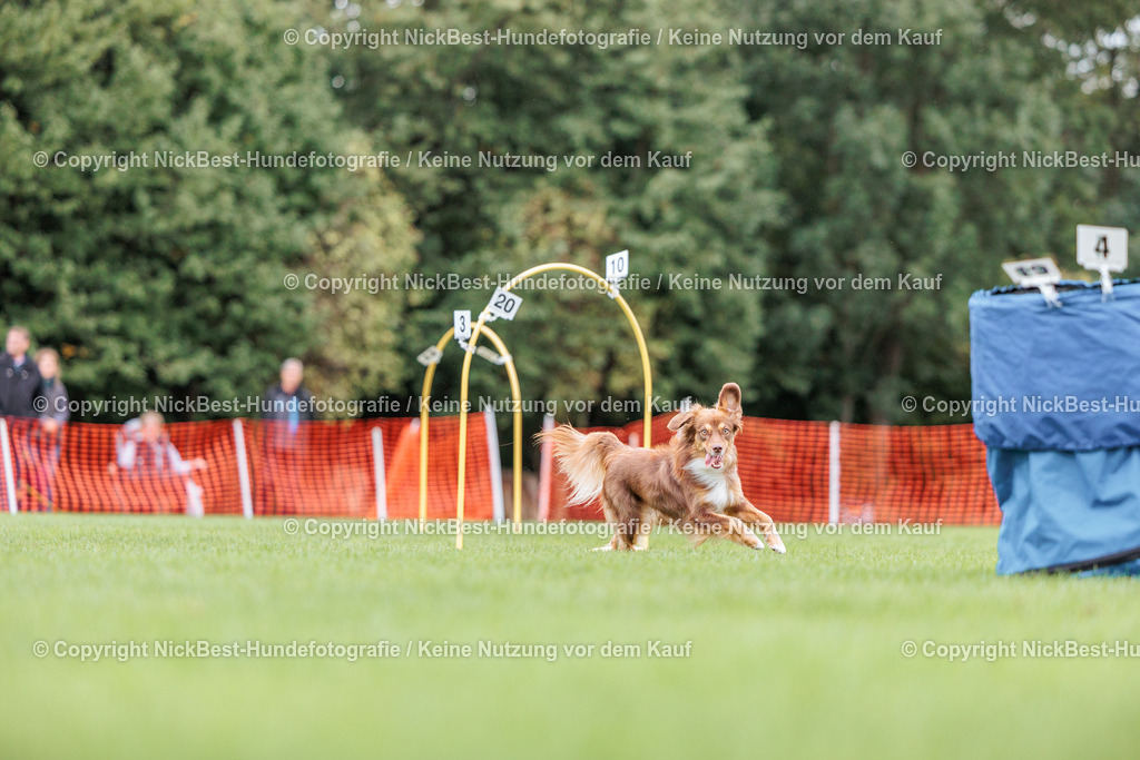 BSP Hoopers-H2 Tag2-2026-Nickbest-Hundefotografie-TuS Komet Arsten e.V.-7381 | Dein Hund! Dein Moment! Deine Erinnerungen! Hundefotografie in Bremen Blumenthal. Ich fange die besonderen Momente deines Vierbeiners ein – ob Indoor mit Blitzanlage oder in der freien Natur. Sicher dir dein Moment und dein Termin für eure Erinnerungen.