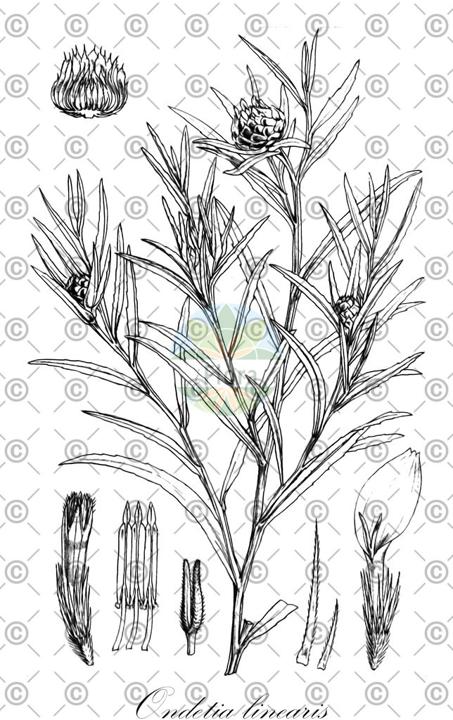 HistAbb_EMP_61_SRC_Schlechtendal_FLORAD_SIMPLE | Historische Abbildung von Ondetia linearis - Asteraceae | Historical Illustration of Ondetia linearis - Asteraceae