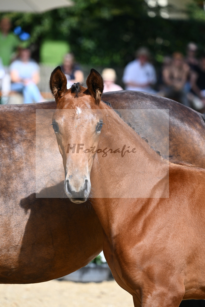 Kat-Nr. 8 SF DSP Va Bene x Ampere_Reglauer_27230161 | hf-fotografie - Realisiert mit Pictrs.com