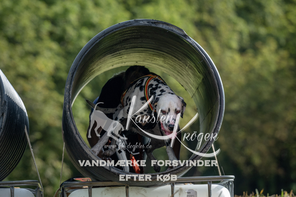 0932_ZZ90566 | kk-dogfotos