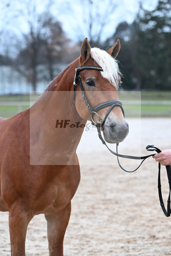 Kat-Nr. 22 Niolando v. Nio_Kirchberger_48252026 | hf-fotografie - Realisiert mit Pictrs.com