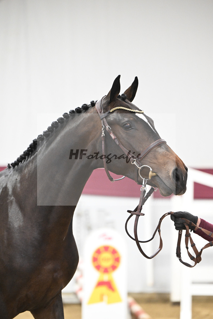 Kat-Nr. 103 Pifte van het Houtemhof x Indoctro_Anna-Sophie Kosch_47253293 | hf-fotografie - Realisiert mit Pictrs.com