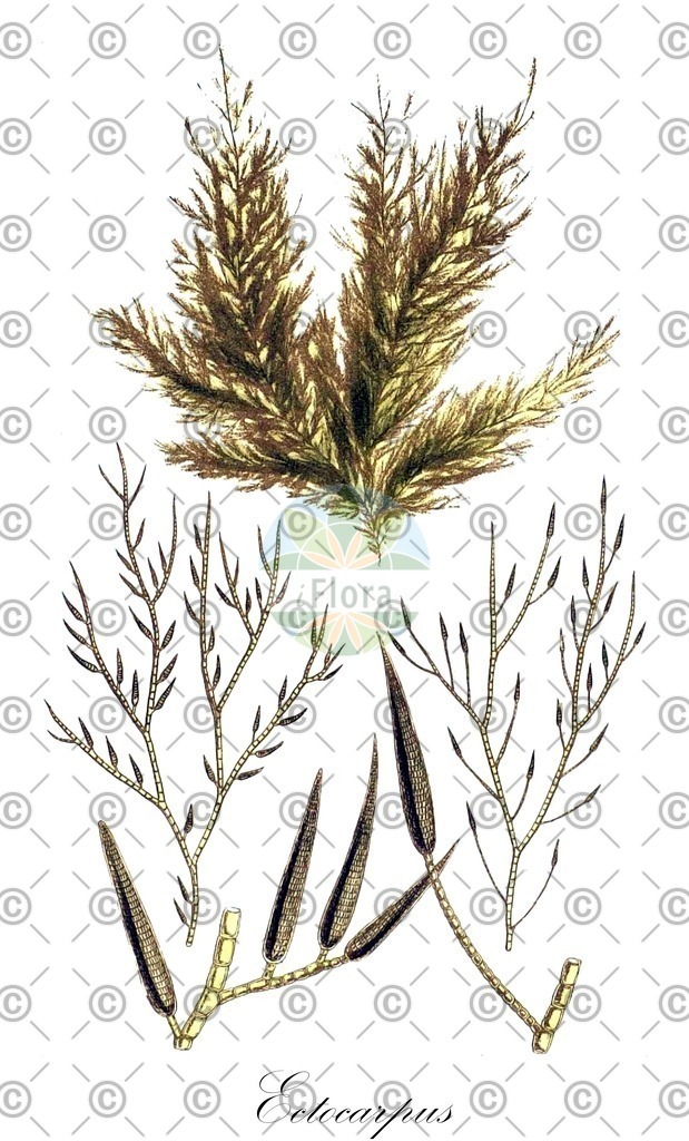 HistAbb_7NY47_3_ENZY_Simple | Historische Abbildung von Ectocarpus - Ectocarpaceae (0) | Historical Illustration of Ectocarpus - Ectocarpaceae (0)