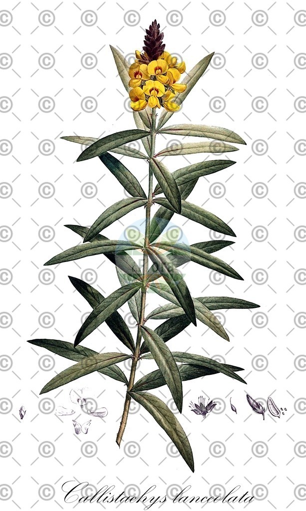 HistAbb_EMP_119159_1_SIMPLE | Historische Abbildung von Callistachys lanceolata - Fabaceae | Historical Illustration of Callistachys lanceolata - Fabaceae