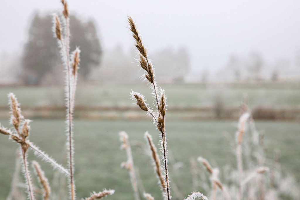 Raureif_Weisten_101222_13 | Bildergalerie von Sport-Ereignissen aber auch von weiteren spannenden Dingen - nicht nur vom Niederrhein. In Anlehnung an den bekannten Spruch von Hanns Dieter Hüsch heißt das Motto: "Niederrhein ist überall".  - Realisiert mit Pictrs.com