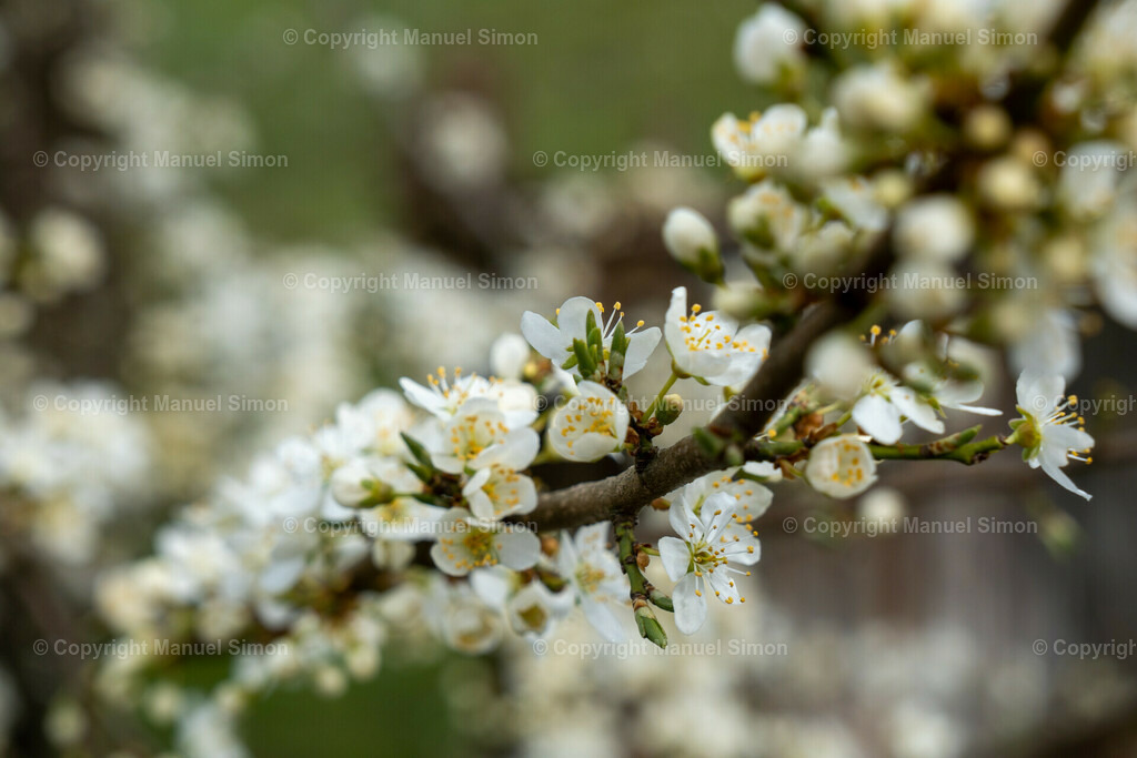 D6405006 | Bildwerk Manuel Simon - Realisiert mit Pictrs.com