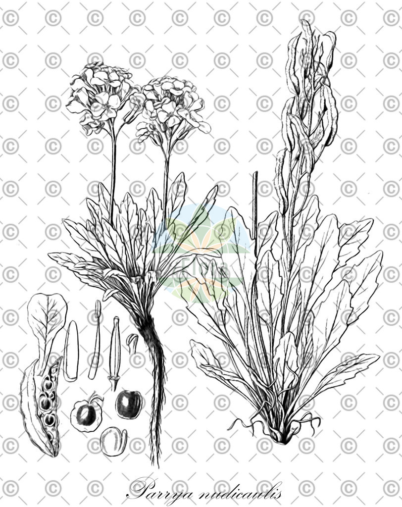 HistAbb_wfo-0000264784_1_ENZY_Simple | Historische Abbildung von Parrya nudicaulis - Brassicaceae | Historical Illustration of Parrya nudicaulis - Brassicaceae