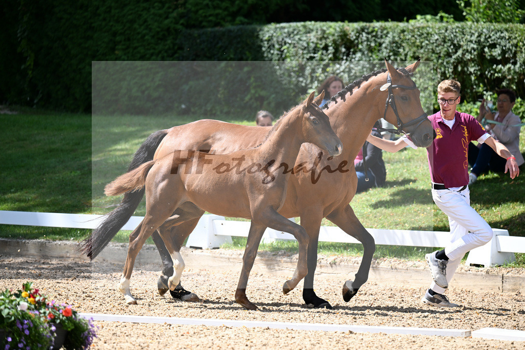 Kat-Nr. 17 Va Bene x Florestano_Feigl_29250595 | hf-fotografie - Realizzato con Pictrs.com