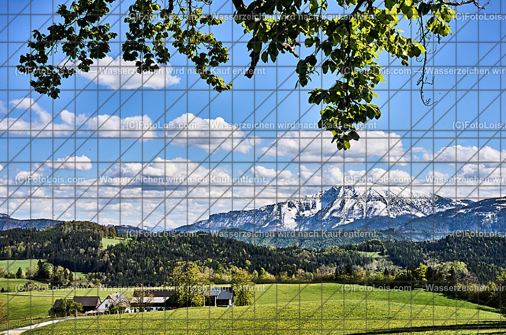 ALP4636_Ortbauer-Kraxenberg_weisser Oetscher | (C)FotoLois.com, Alois Spandl. Weißer ÖTSCHER im Frühling beim Ortbauer am Kraxenberg, Sa 27. April 2024.