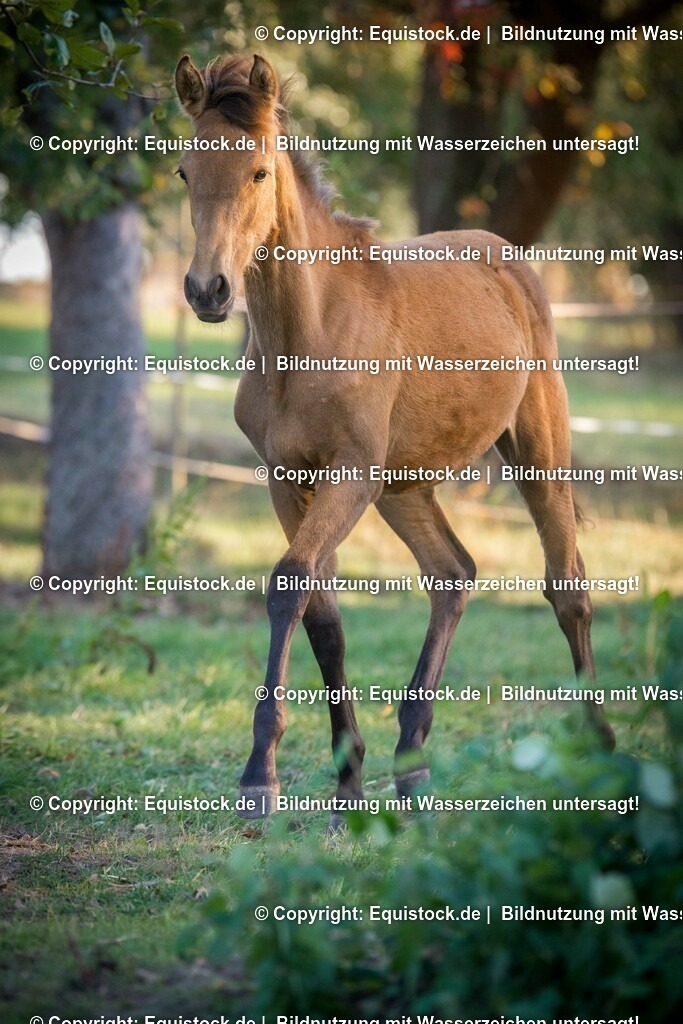 20150930_Fohlen_0046 | equistock