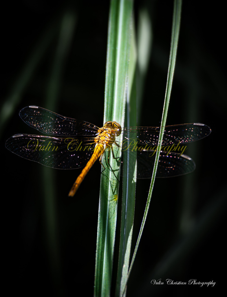 Macro 9 | Christian Vulin  - Realisiert mit Pictrs.com