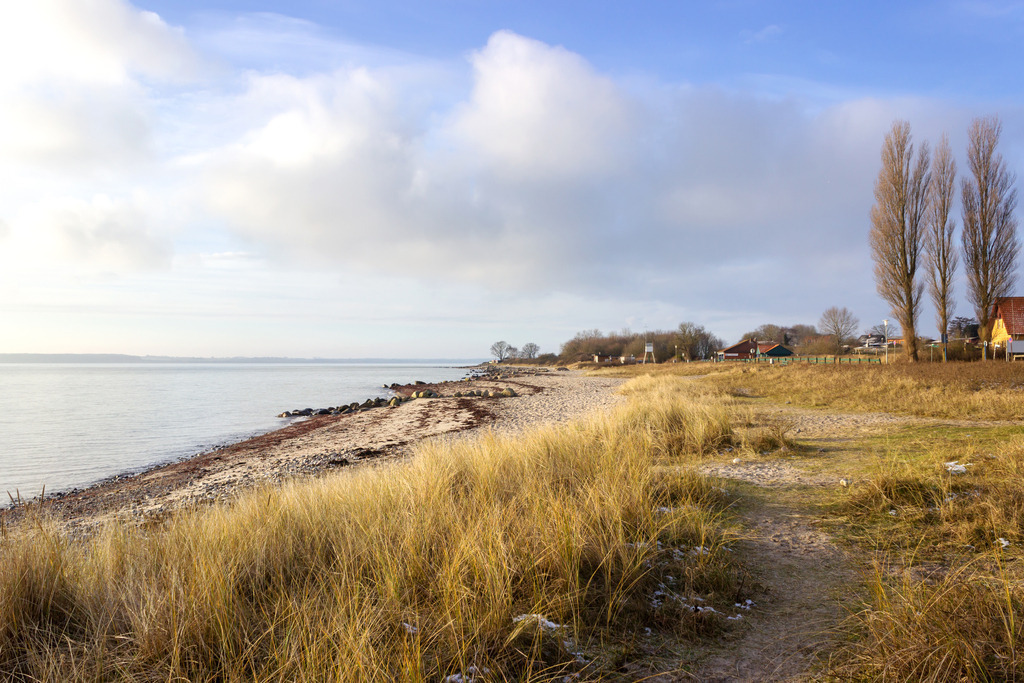 Wandbild: Strandhafer am Strand in Langholz | Dieses Wandbild im Querformat zeigt Strandhafer am winterlichen Strand in Langholz. Am blauen Himmel sind schöne helle Wolken zu sehen.  - Realisiert mit Pictrs.com