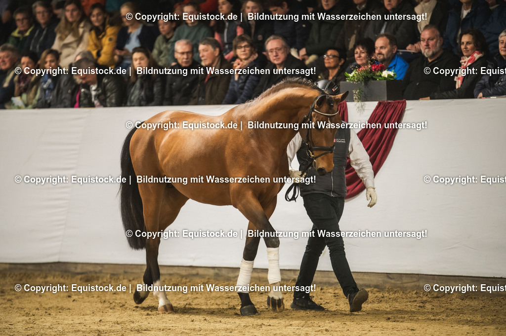 20240302_Hengstvorstellung_Marbach_TOMsPiC_0249 | equistock