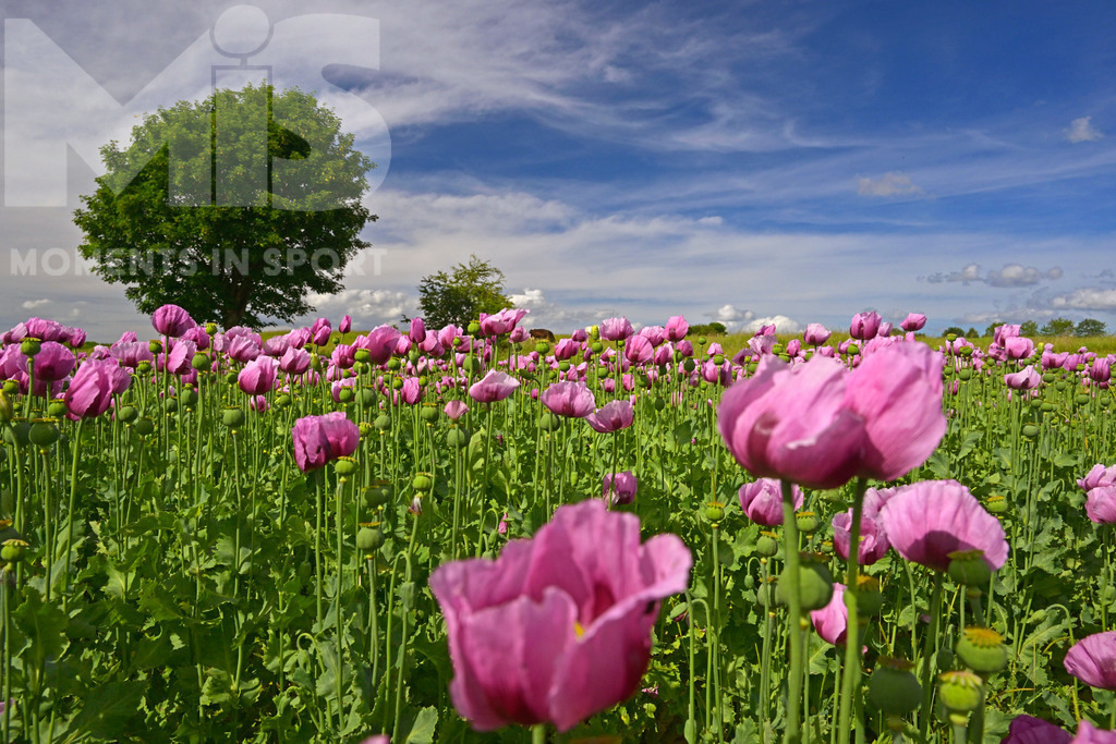 MIS_180818cm005 | 08.06.2022,  Türkheim, Unterallgäu,  Lila Mohnblüten auf einem Mohn-Feld.  - Realisiert mit Pictrs.com