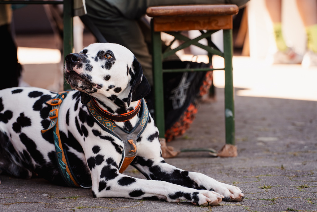 20260426-167 | MuT (Mensch und Tier) mit Mona - Fotografie und Tierkommunikation - Realisiert mit Pictrs.com