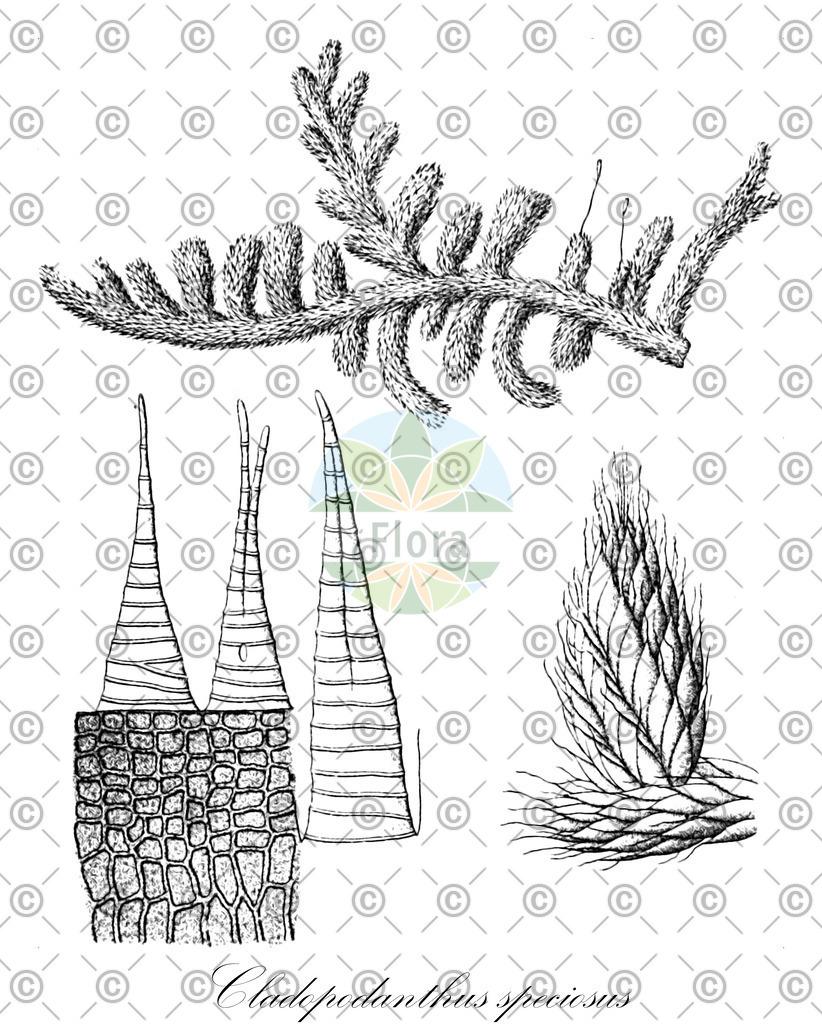 HistAbb_wfo-0000608436_1_ENZY_Simple | Historische Abbildung von Cladopodanthus speciosus - Leucobryaceae | Historical Illustration of Cladopodanthus speciosus - Leucobryaceae