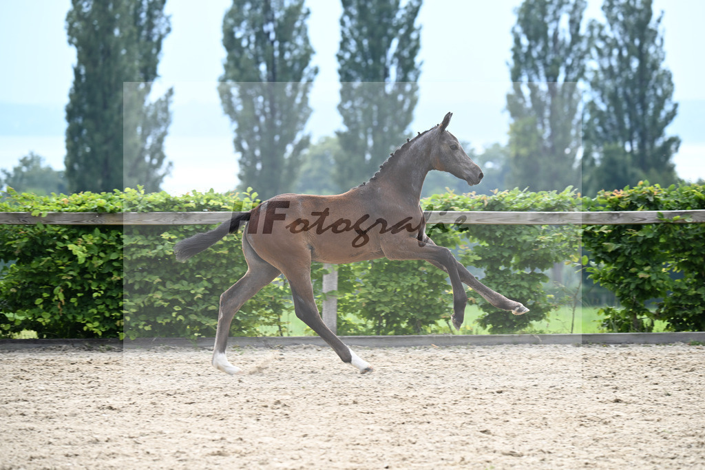 Kat-Nr. 25 Grandorado TN x Cornet Obolensky_SF_Sailer_14250715 | hf-fotografie - Realisiert mit Pictrs.com