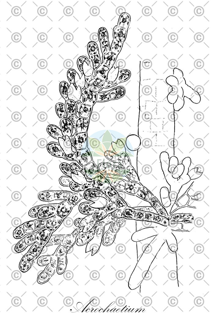 HistAbb_NCD_3_ENZY_Simple | Historische Abbildung von Acrochaetium - Acrochaetiaceae (0) | Historical Illustration of Acrochaetium - Acrochaetiaceae (0)