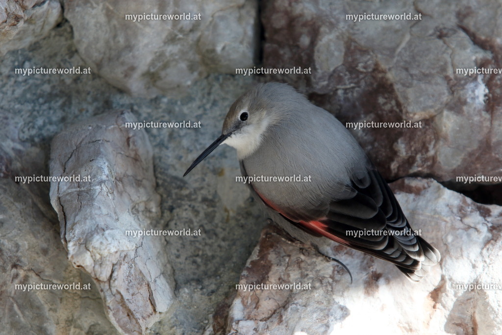 Mauerläufer-024 | Das Bilderarchiv über Tiere, Planzen und Landschaften. In der Bilddatenbank finden Sie ein große Auswahl an hochwertigen Bilder für Ihre Werbung - Realisiert mit Pictrs.com