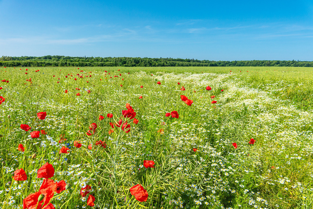 Rapsfeld mit Mohnblumen bei Hinrichsdorf | Rapsfeld mit Mohnblumen bei Hinrichsdorf.              