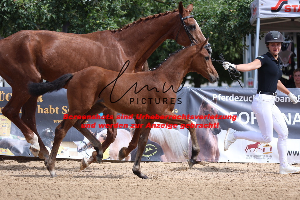 Fohlenschau_Schwäbisch_Hall_dressurbetonte_Fohlen_KN 6_15 | lmwpictures - Realisiert mit Pictrs.com