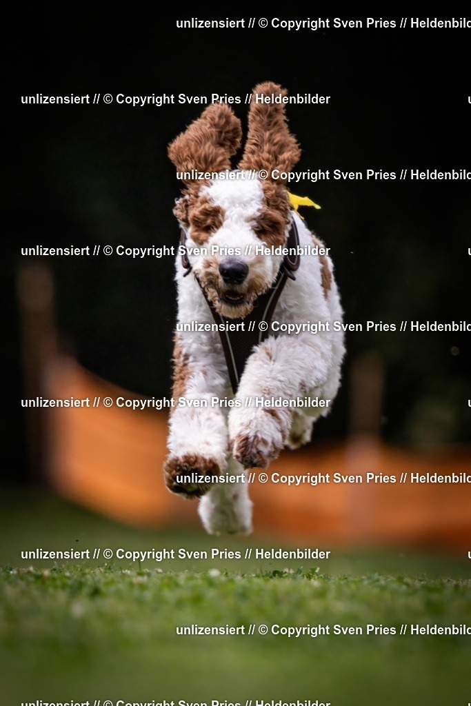 Sven Pries | 19. Allgemeines Hunderennen Karlsruhe Durlach - Realisiert mit Pictrs.com