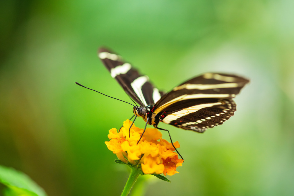 2025_07_09_FEHMARN-LEUCHTTURM+SCHMETTERLINGE_MCP9010 | Hochwertig gedruckte Fotografien für die Wand, als Kalender und zum Verschenken. Hamburg & Norddeutschland und überall wo ich mit der Kamera unterwegs war.