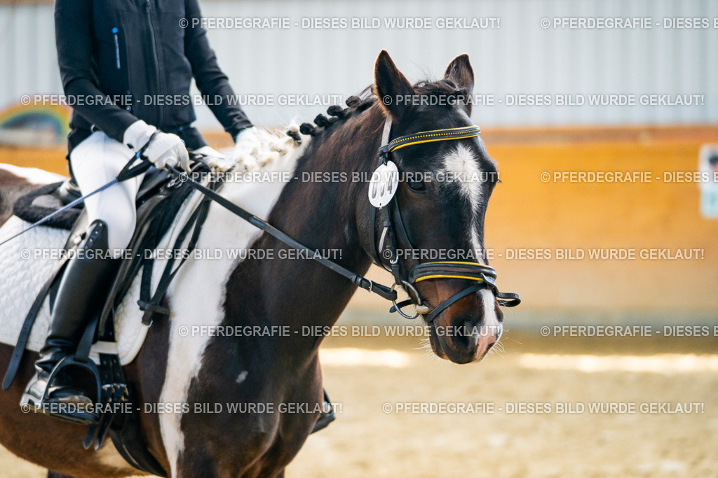 DSC01889 | Pferdegrafie