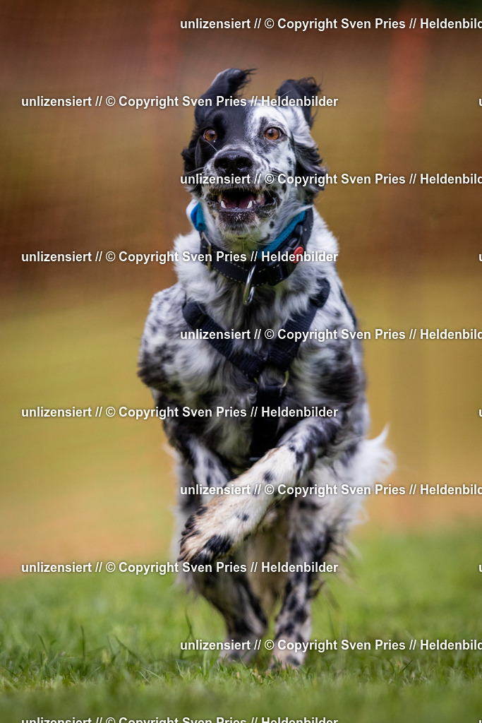 Sven Pries | 2024-04-21 - Hunderennen Baden-Oos
Foto: Sven Pries - Realisiert mit Pictrs.com