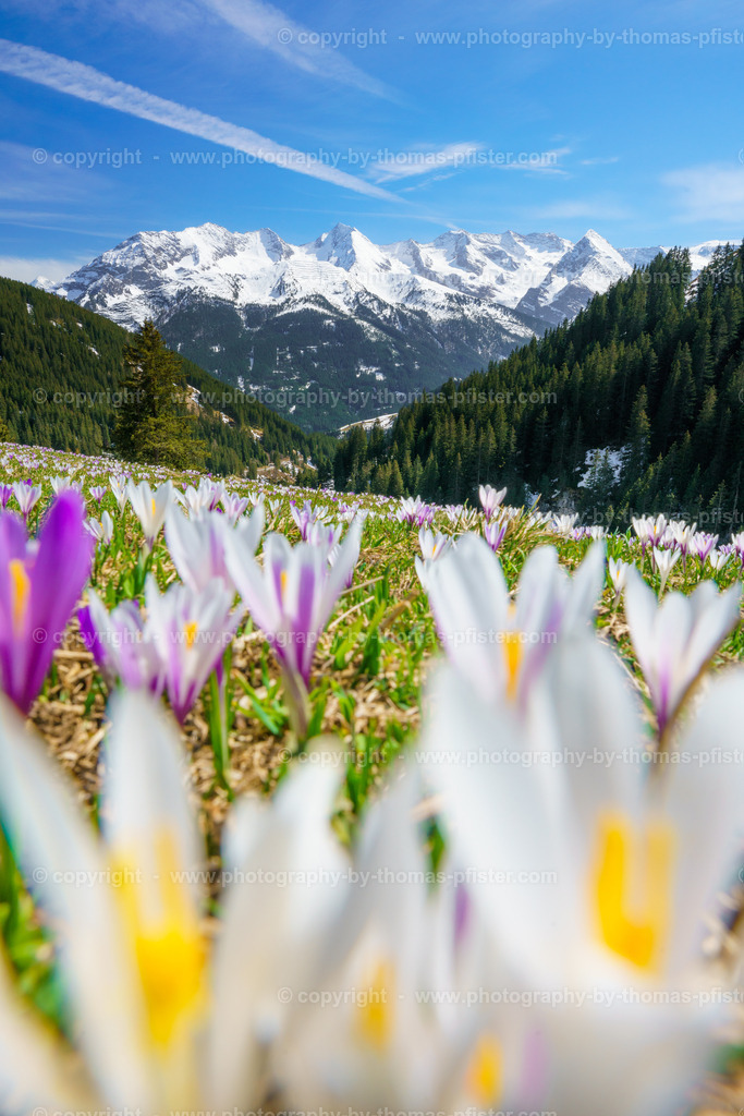 Krokusblüte Tux copyright  Thomas Pfister-2 | PHOTOGRAPHY BY THOMAS PFISTER