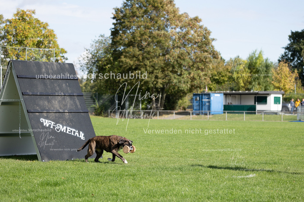 _16A7000 | Einzigartige Fotos von Hunden & Menschen –Actionfotos, Portraits, Vereinsaufnahmen & Paarshootings – authentisch, lebendig & mit Herz.