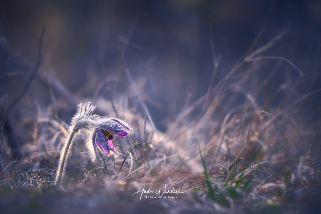 Kuhschelle (8) | Andre Wandrei - Nature Artworx - Realisiert mit Pictrs.com